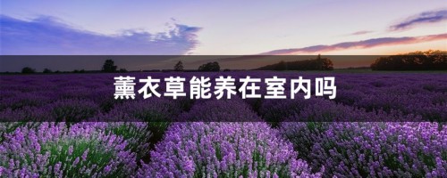 薰衣草能养在室内吗，薰衣草在室内怎么养