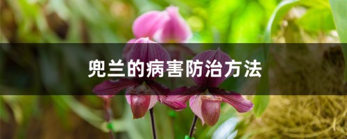 兜兰的病害防治方法