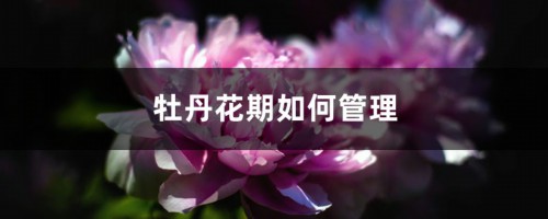 牡丹花期如何管理，花期是什么时候