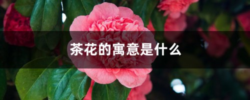 茶花的寓意是什么