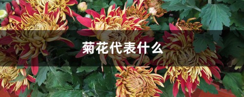 菊花代表什么，有什么禁忌