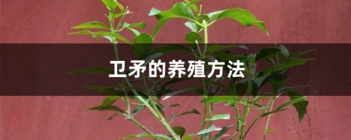 卫矛的养殖方法