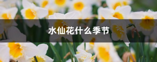 水仙花什么季节开，如何催花