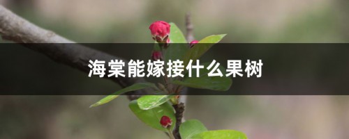 海棠能嫁接什么果树