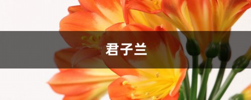 帮君子兰“开花”，只用一个“塑料袋”，花箭蹭蹭冒！