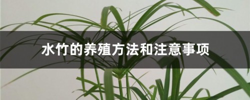 水竹的养殖方法和注意事项