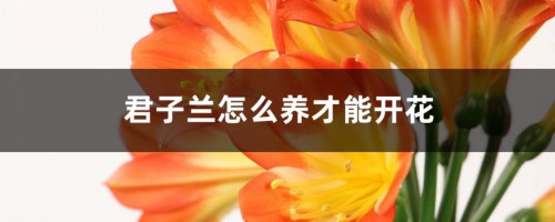 君子兰怎么养才能开花，开花有什么兆头