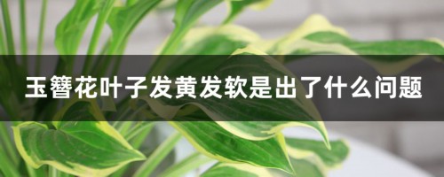 玉簪花叶子发黄发软是出了什么问题