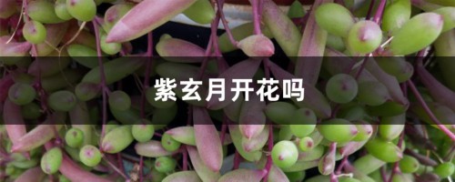 紫玄月开花吗