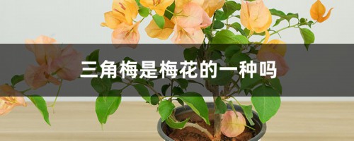 三角梅是梅花的一种吗，是什么季节开花