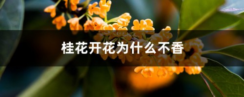 桂花开花为什么不香