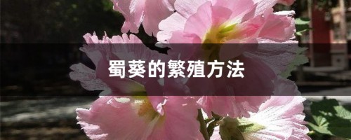 蜀葵的繁殖方法