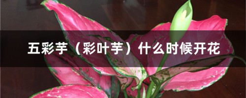 五彩芋（彩叶芋）什么时候开花