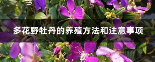 多花野牡丹的养殖方法和注意事项